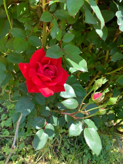 Roses are planted at the end of the vine rows to act as canaries in a coal mine. If something is attacking the vines, the roses will show the ill effects before the vines themselves