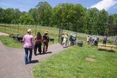 We head to the one acre of vines that was required by Fairfax County for the vineyard to qualify for its tax reduction