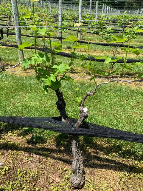 How the vines are supported 