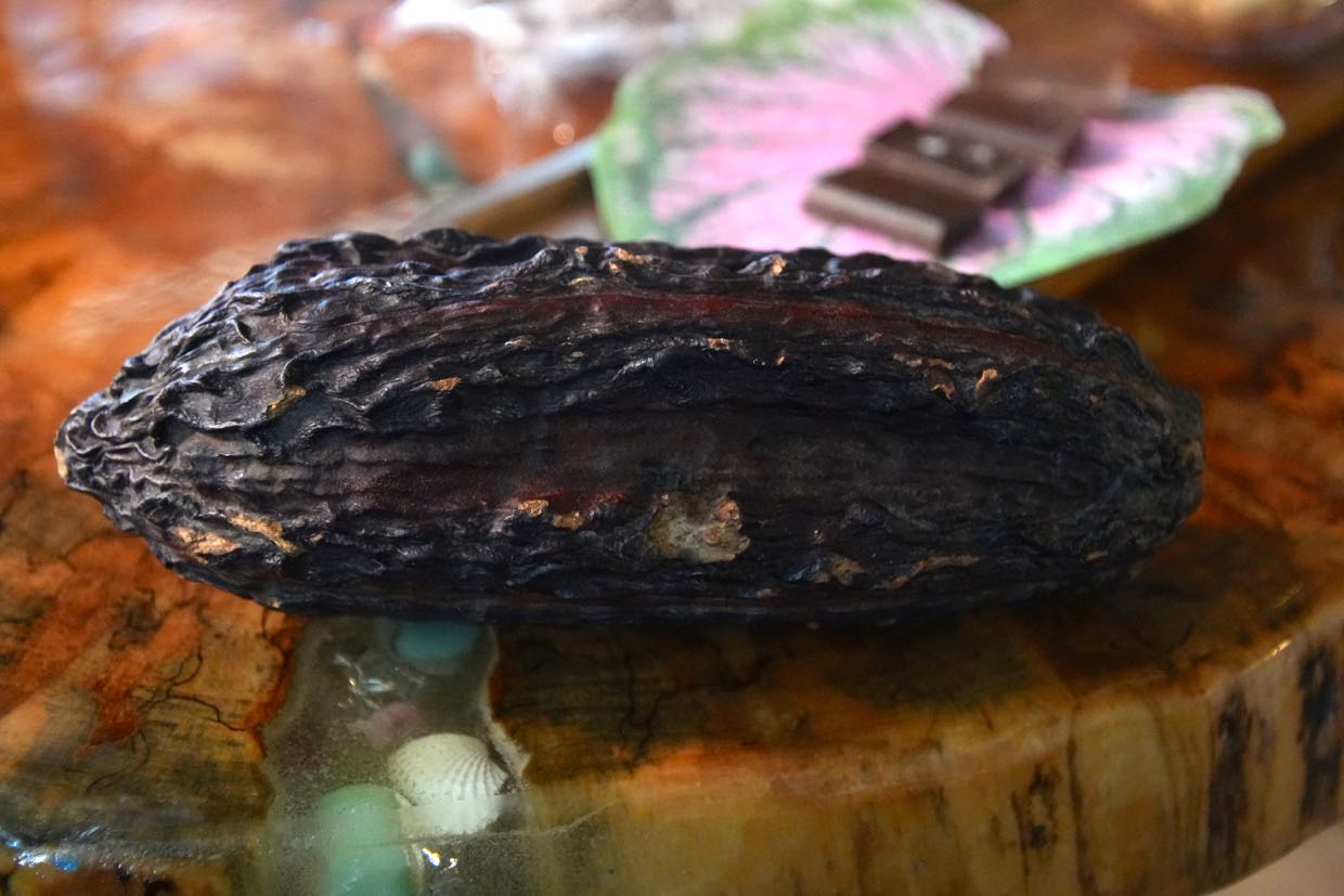 A dried cacao pod