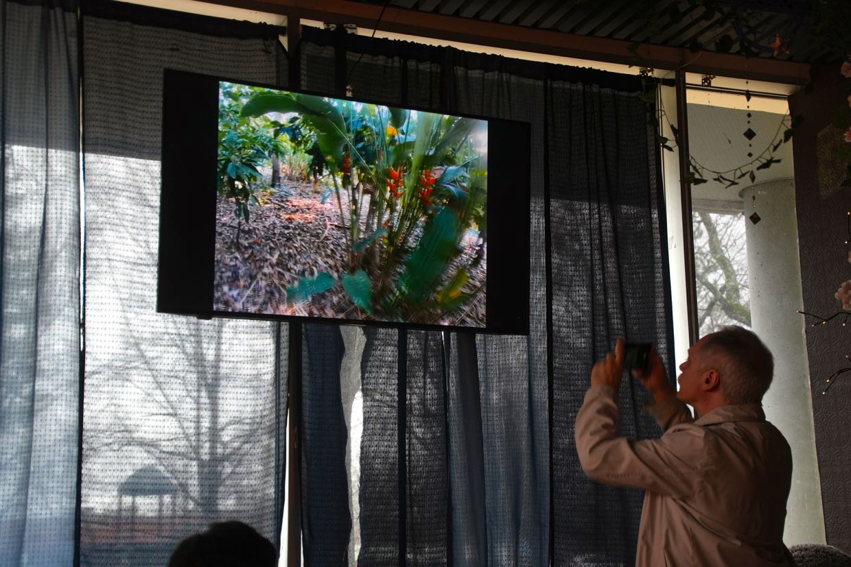 A cacao tree