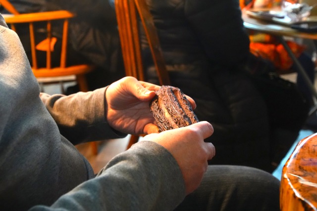 Handling a dried cacao pod