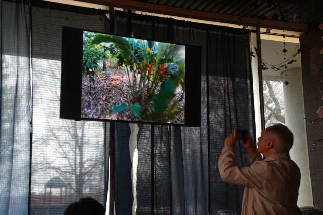 A cacao tree